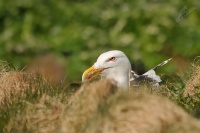 Racek morsky - Larus marinus - Great Black-backed Gull 3348